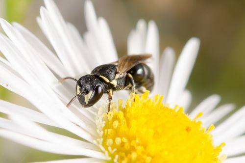 Réf. 152 149 : Hylaeus sp.