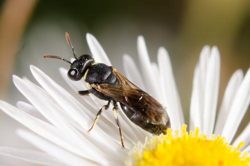 Réf. 152 150 : Hylaeus sp.