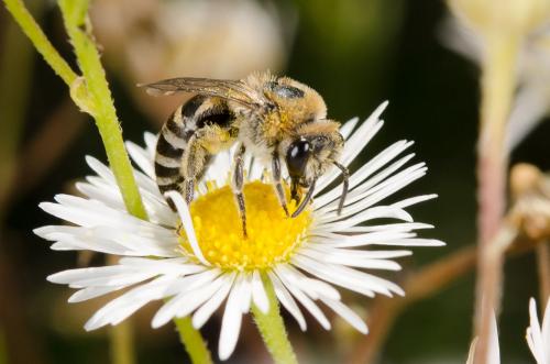 Colletes sp.