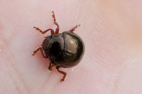 Chrysolina peregrina