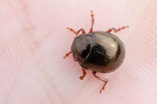 Chrysolina peregrina