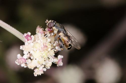 Syritta pipiens