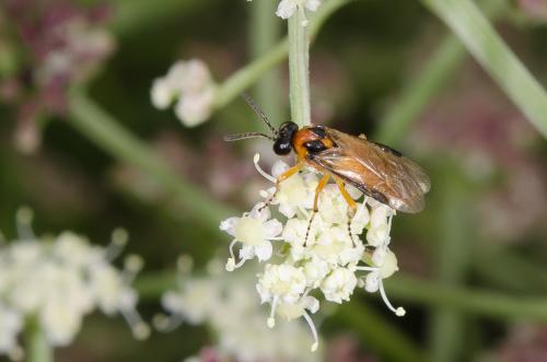 Réf. 152 338 : Athalia rosae