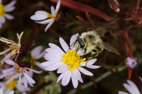 Bombus pascuorum