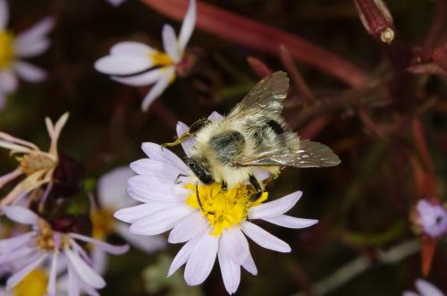 Réf. 152 540 : Bombus pascuorum