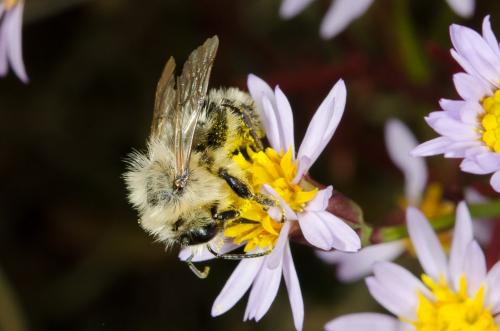 Bombus pascuorum