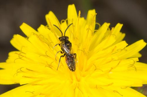 Réf. 152 890 : Sphecodes sp.
