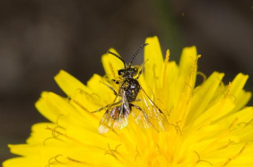 Sphecodes sp.