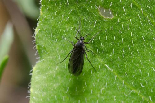 Sciara sp.