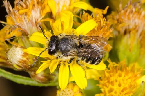 Megachile sp.