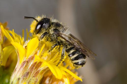 Réf. 152 645 : Megachile sp.