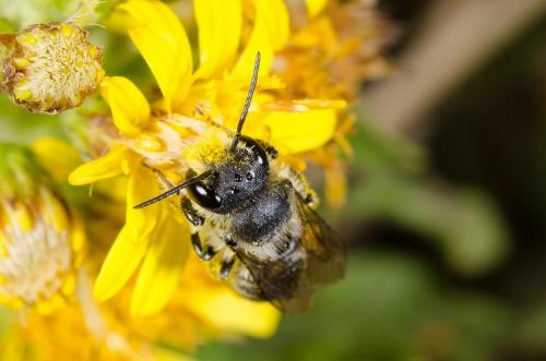 Megachile sp.
