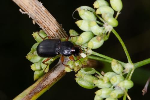 Ophonus incisus