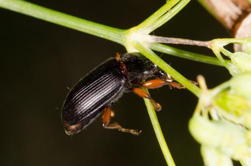 Ophonus incisus