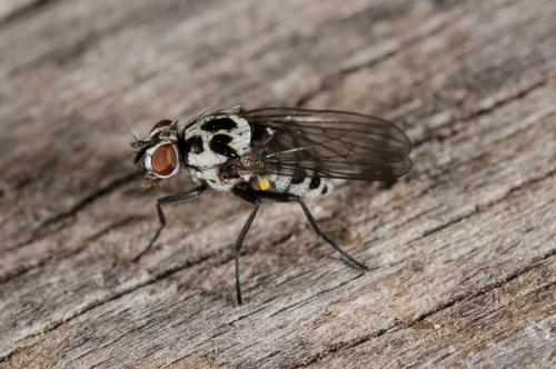 Réf. 152 895 : Anthomyia sp.