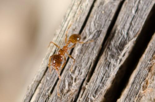 Réf. 152 998 : Pheidole pallidula