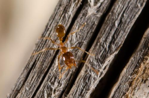 Réf. 152 997 : Pheidole pallidula