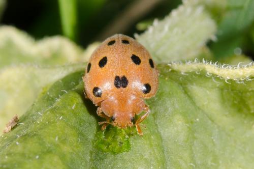 Henosepilachna sp.