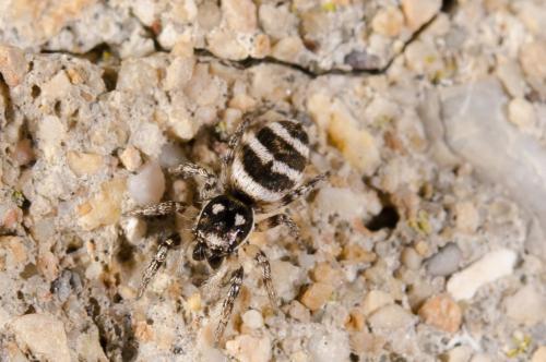 Réf. 152 896 : Salticus sp.