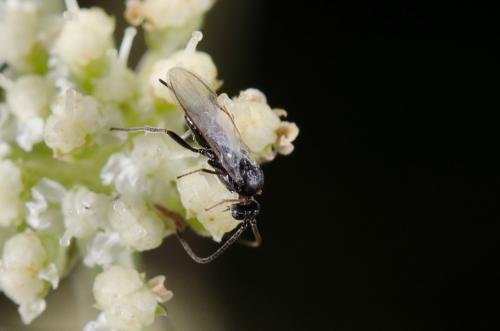 Réf. 152 996 : Microgastrinae inconnu