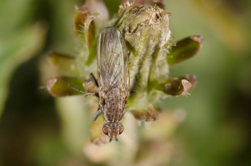 Scathophaga sp.