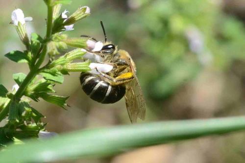 Colletes sp.