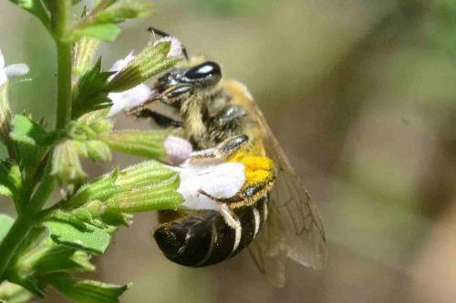 Colletes sp.