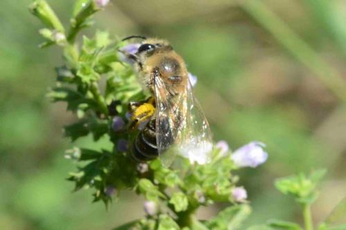 Colletes sp.