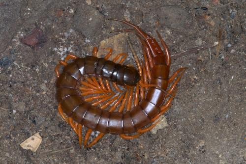 Réf. 152 754 : Scolopendra subspinipes