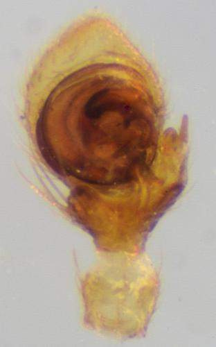 Ozyptila furcula