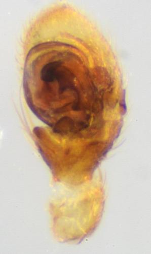 Ozyptila furcula