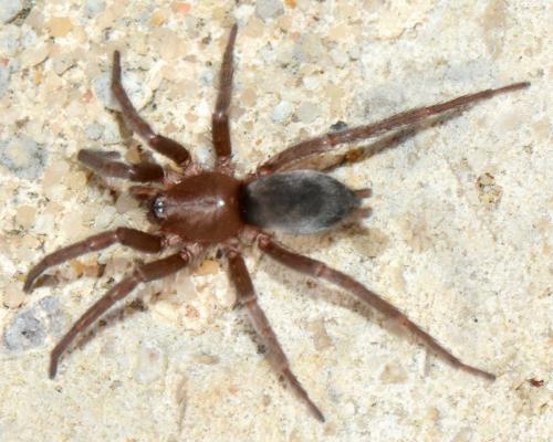 Réf. 152 983 : Scotophaeus blackwalli