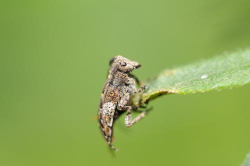 Mesosa nebulosa
