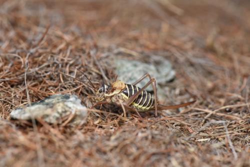Ephippiger diurnus diurnus