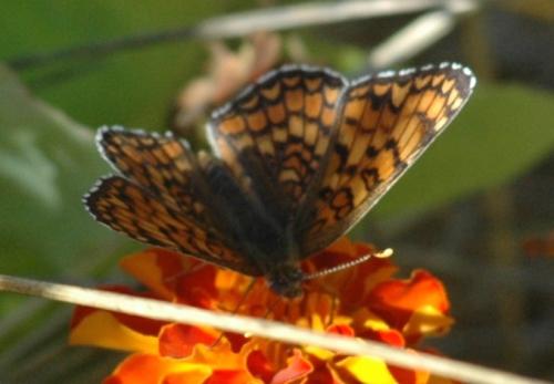 Melitaea phoebe