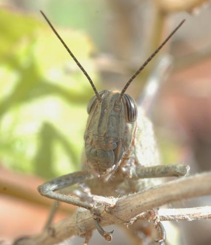 Anacridium aegyptium