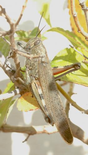 Anacridium aegyptium