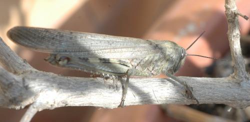 Anacridium aegyptium