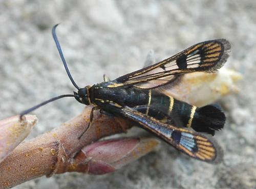 Réf. 152 426 : Synanthedon tipuliformis
