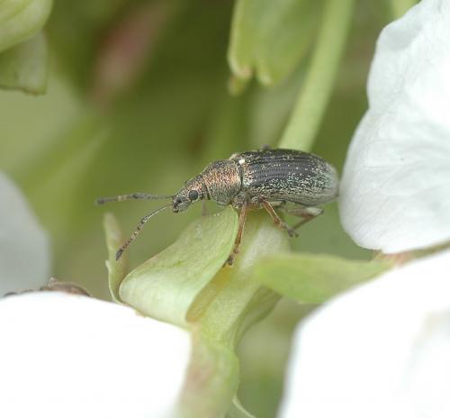 Phyllobius pyri