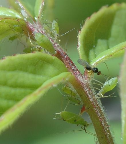 Réf. 152 598 : Macrosiphum sp.