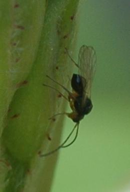 Alloxysta sp.