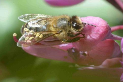 Apis mellifera
