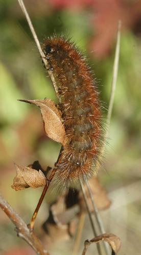 Diaphora mendica