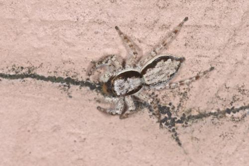 Menemerus bivittatus