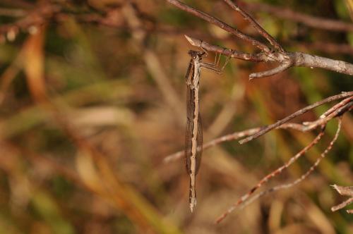 Sympecma fusca