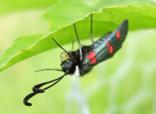 Zygaena lavandulae