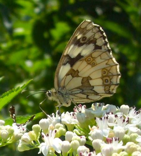 Réf. 152 271 : Melanargia galathea