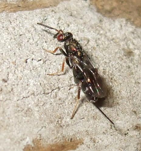 Toryminae