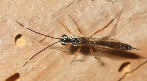 Nematopodius sp.